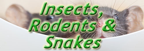 Insects, Rodents & Snakes - two mice